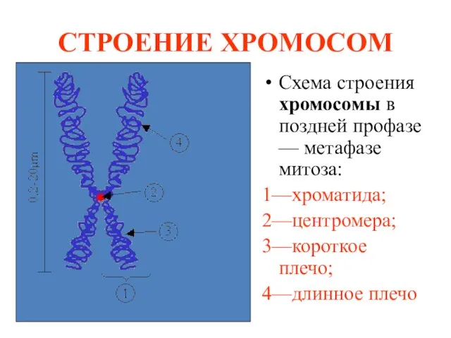 СТРОЕНИЕ ХРОМОСОМ Схема строения хромосомы в поздней профазе — метафазе митоза: