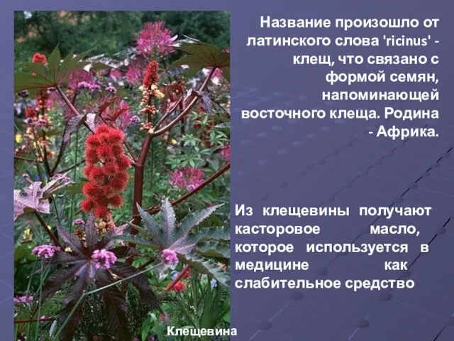 Название произошло от латинского слова 'ricinus' - клещ, что связано с