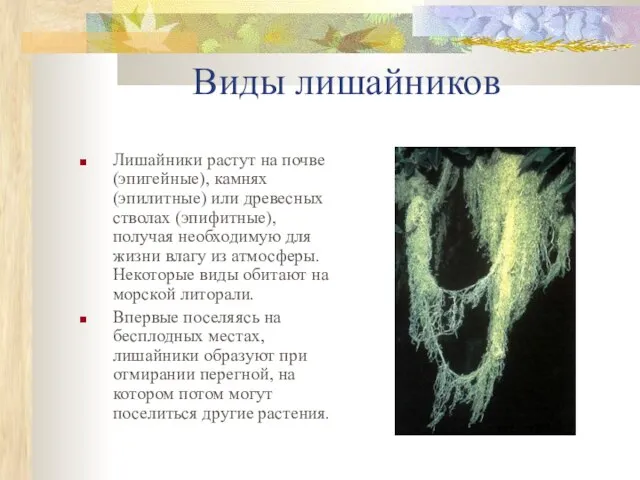 Виды лишайников Лишайники растут на почве (эпигейные), камнях (эпилитные) или древесных