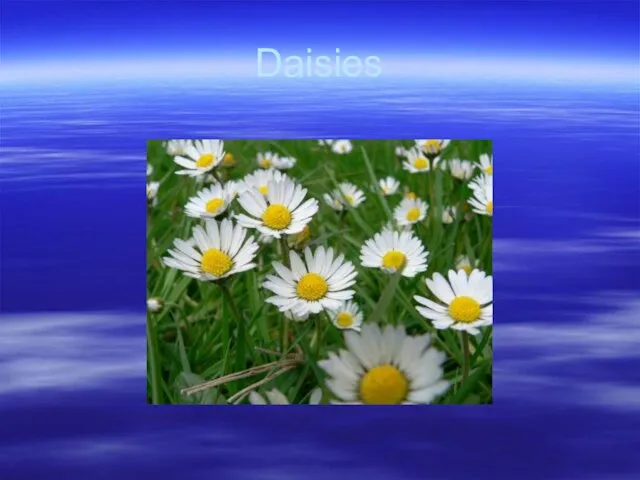 Daisies