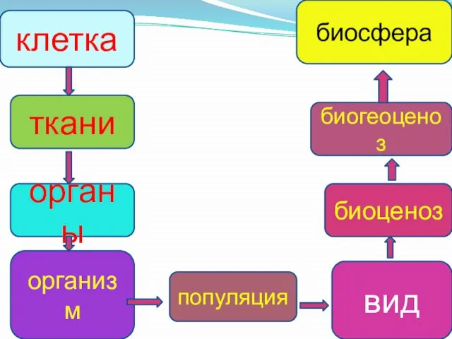 клетка органы популяция вид организм ткани биоценоз биогеоценоз биосфера