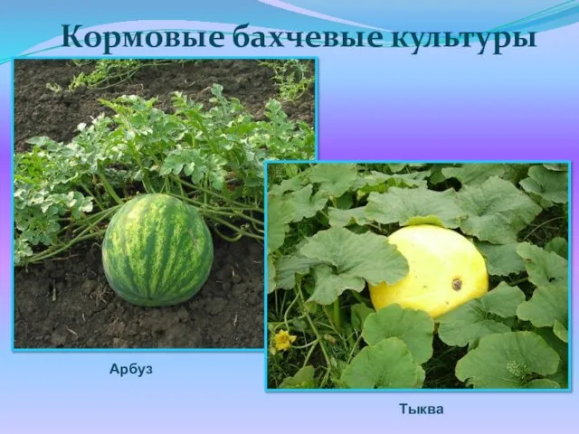 Кормовые бахчевые культуры Арбуз Тыква