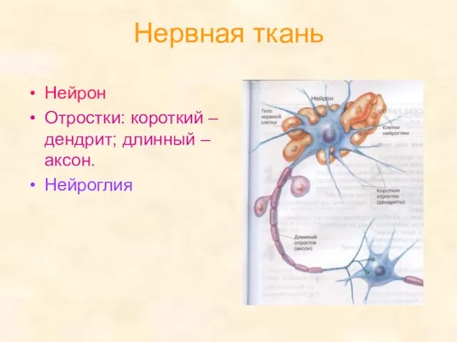 Нервная ткань Нейрон Отростки: короткий – дендрит; длинный – аксон. Нейроглия