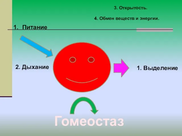 3. Открытость. Питание 2. Дыхание 1. Выделение Гомеостаз 4. Обмен веществ и энергии.