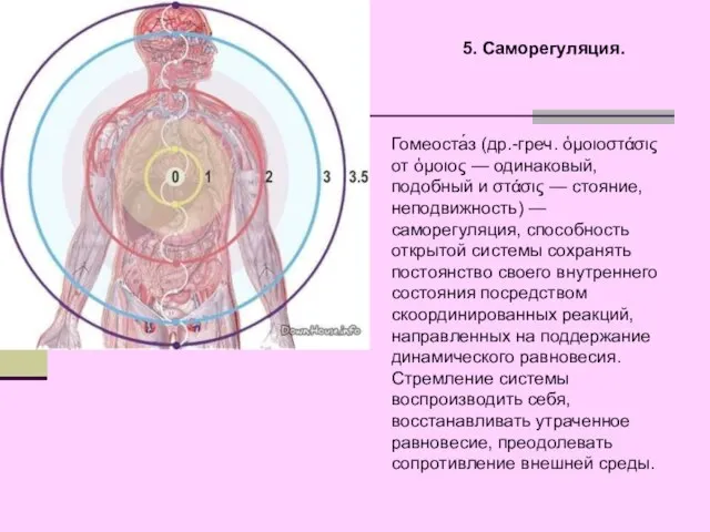 5. Саморегуляция. Гомеоста́з (др.-греч. ὁμοιοστάσις от ὁμοιος — одинаковый, подобный и