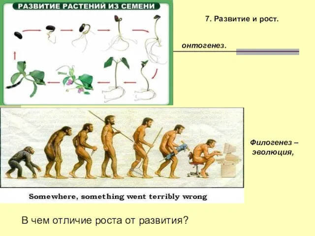 7. Развитие и рост. Филогенез – эволюция, онтогенез. В чем отличие роста от развития?