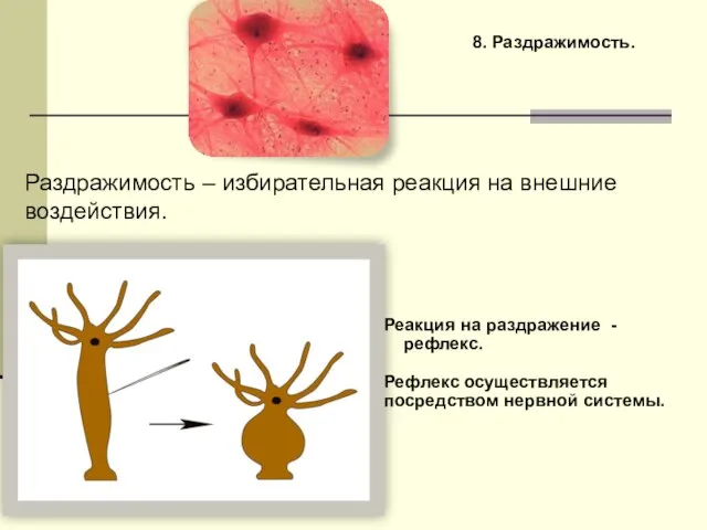 8. Раздражимость. Раздражимость – избирательная реакция на внешние воздействия. Реакция на