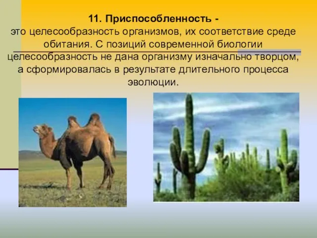 11. Приспособленность - это целесообразность организмов, их соответствие среде обитания. С