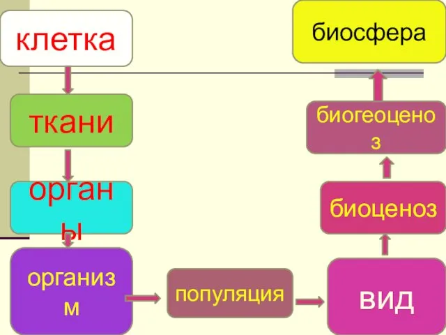 клетка органы популяция вид организм ткани биоценоз биогеоценоз биосфера