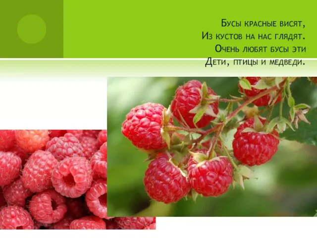 Бусы красные висят, Из кустов на нас глядят. Очень любят бусы эти Дети, птицы и медведи.