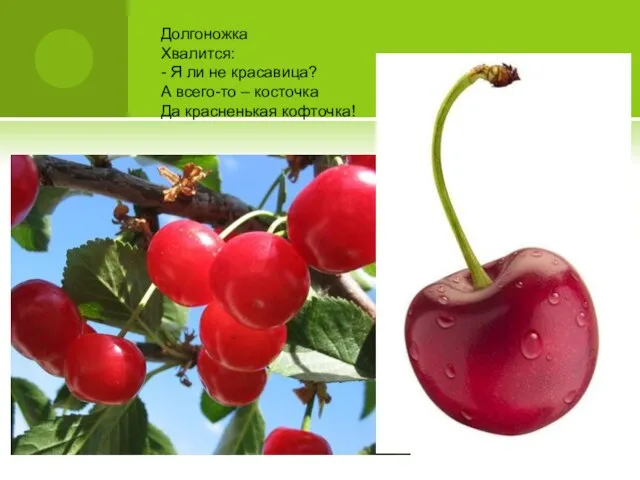 Долгоножка Хвалится: - Я ли не красавица? А всего-то – косточка Да красненькая кофточка!