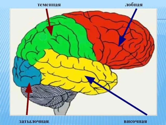 теменная лобная затылочная. височная