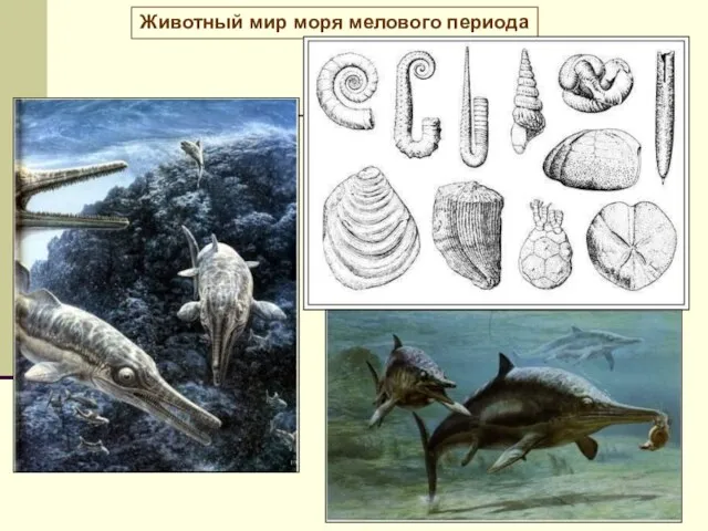 Животный мир моря мелового периода