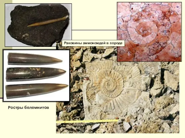 Ростры белемнитов Раковины аммоноидей в породе