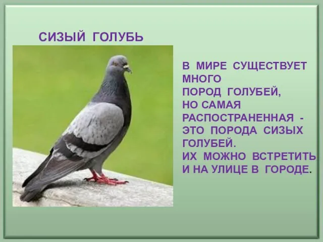 СИЗЫЙ ГОЛУБЬ В МИРЕ СУЩЕСТВУЕТ МНОГО ПОРОД ГОЛУБЕЙ, НО САМАЯ РАСПОСТРАНЕННАЯ