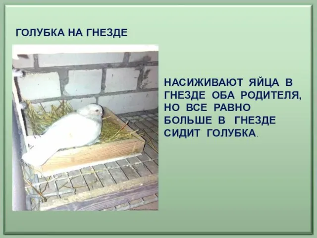 ГОЛУБКА НА ГНЕЗДЕ НАСИЖИВАЮТ ЯЙЦА В ГНЕЗДЕ ОБА РОДИТЕЛЯ, НО ВСЕ