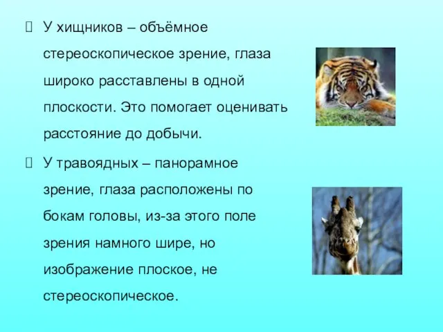 У хищников – объёмное стереоскопическое зрение, глаза широко расставлены в одной