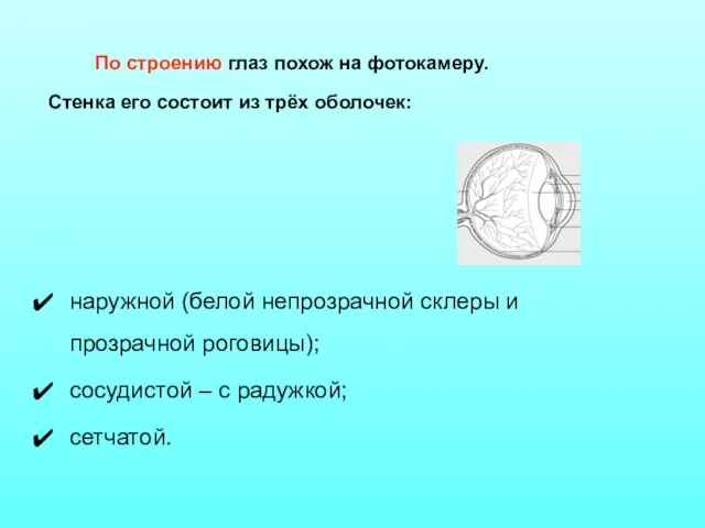 По строению глаз похож на фотокамеру. Стенка его состоит из трёх