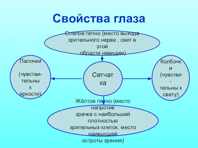 Свойства глаза Сетчатка Палочки (чувстви- тельны к яркости) Колбочки (чувстви- тельны