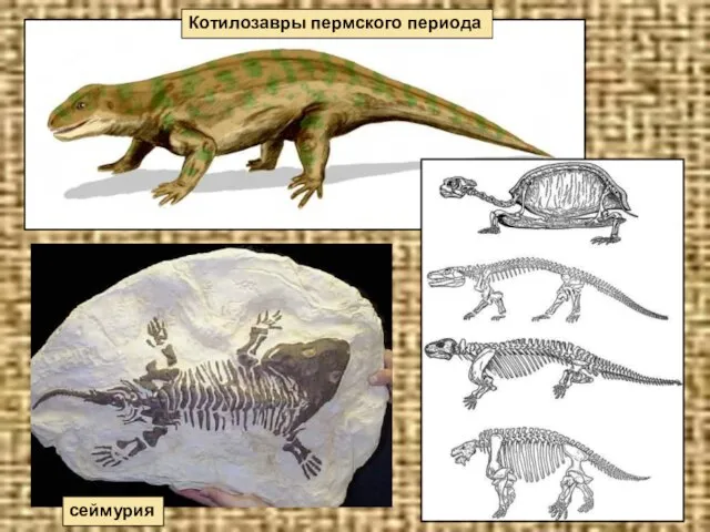 Котилозавры пермского периода сеймурия
