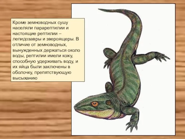 Кроме земноводных сушу населяли парарептилии и настоящие рептилии – лепидозавры и