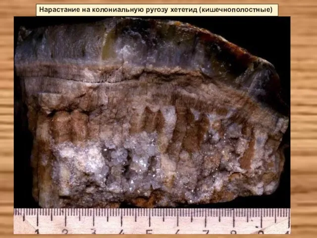 Нарастание на колониальную ругозу хететид (кишечнополостные)