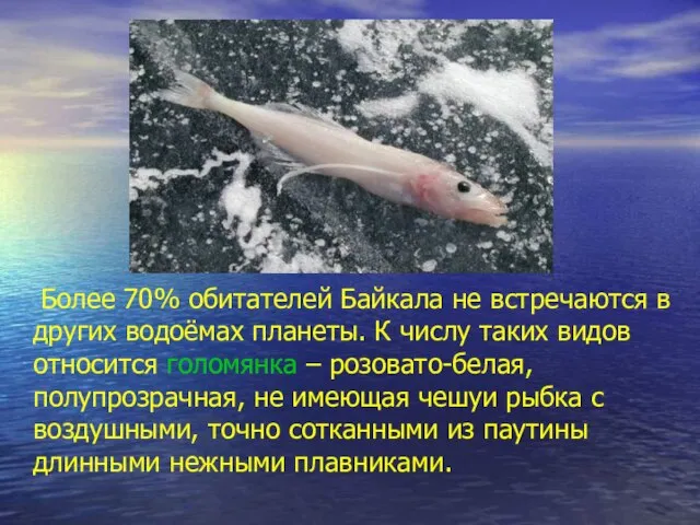 Более 70% обитателей Байкала не встречаются в других водоёмах планеты. К