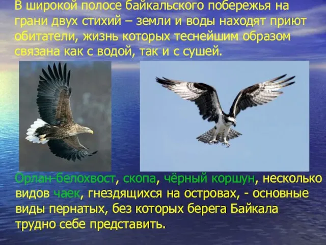 В широкой полосе байкальского побережья на грани двух стихий – земли