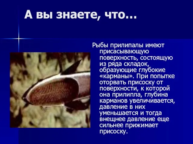 А вы знаете, что… Рыбы прилипалы имеют присасывающую поверхность, состоящую из