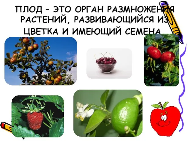 ПЛОД – ЭТО ОРГАН РАЗМНОЖЕНИЯ РАСТЕНИЙ, РАЗВИВАЮЩИЙСЯ ИЗ ЦВЕТКА И ИМЕЮЩИЙ СЕМЕНА.