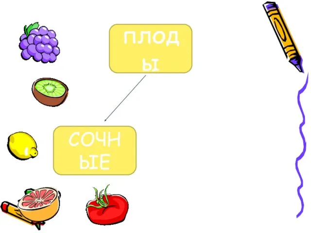 плоды СОЧНЫЕ