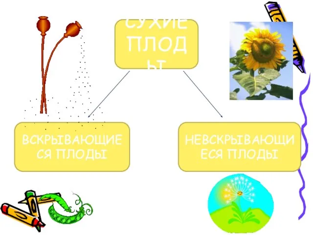 СУХИЕ ПЛОДЫ ВСКРЫВАЮЩИЕСЯ ПЛОДЫ НЕВСКРЫВАЮЩИЕСЯ ПЛОДЫ