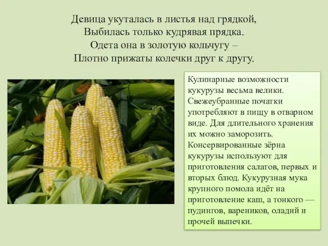 Девица укуталась в листья над грядкой, Выбилась только кудрявая прядка. Одета