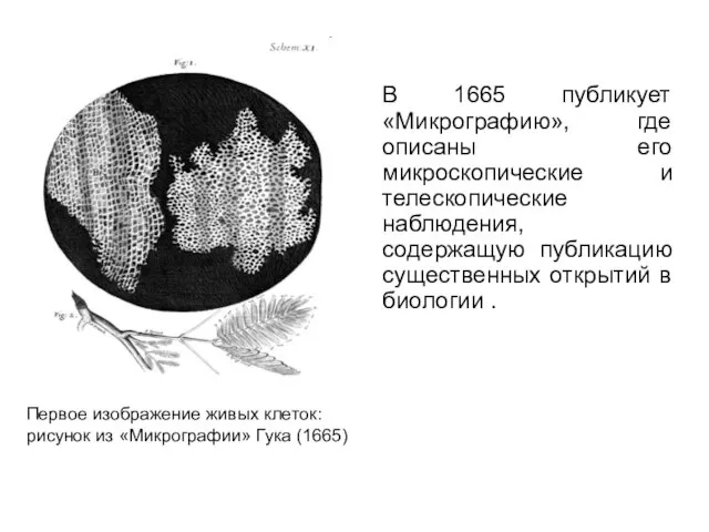 В 1665 публикует «Микрографию», где описаны его микроскопические и телескопические наблюдения,