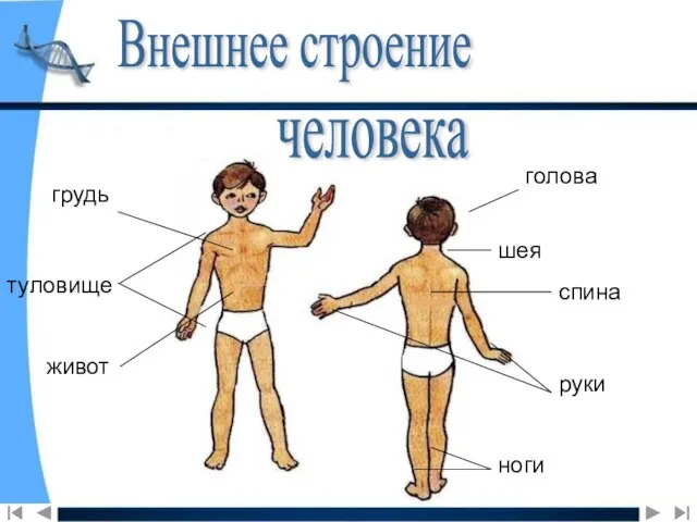 Внешнее строение человека голова шея туловище спина руки ноги грудь живот