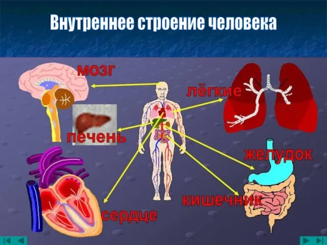 Внутреннее строение человека