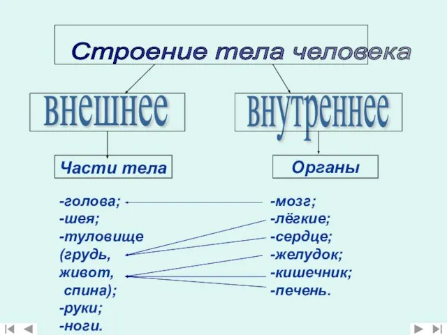 Строение тела человека внутреннее Части тела внешнее -голова; -шея; -туловище (грудь,