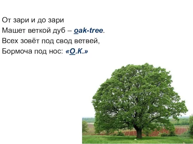 От зари и до зари Машет веткой дуб – oak-tree. Всех