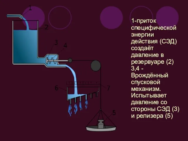 1-приток специфической энергии действия (СЭД) создаёт давление в резервуаре (2) 3,4