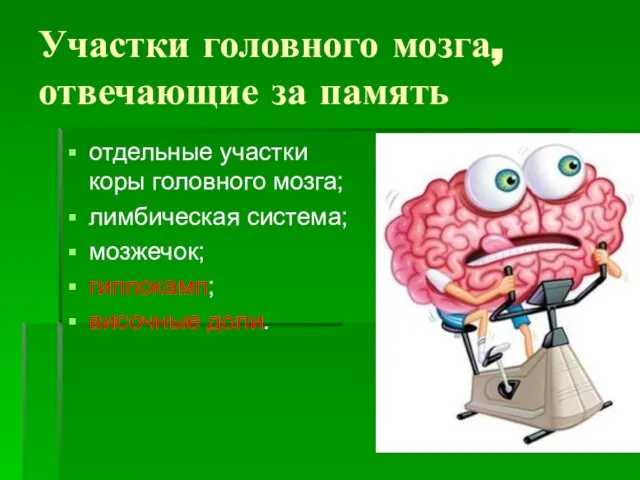 Участки головного мозга, отвечающие за память отдельные участки коры головного мозга;