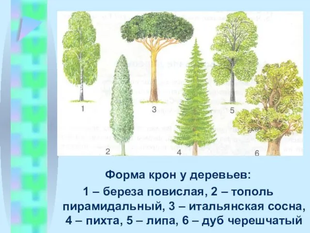 Форма крон у деревьев: 1 – береза повислая, 2 – тополь