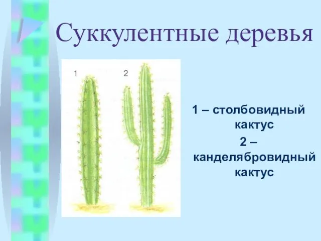 1 – столбовидный кактус 2 – канделябровидный кактус Суккулентные деревья