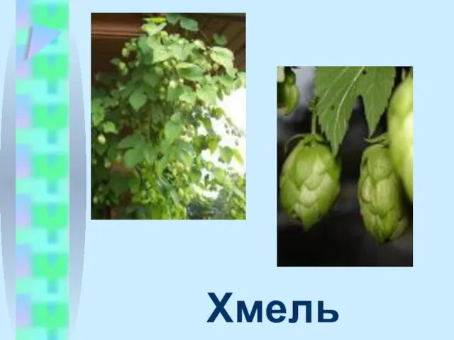 Хмель