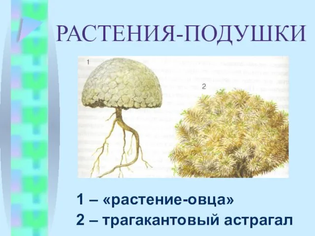 РАСТЕНИЯ-ПОДУШКИ 1 – «растение-овца» 2 – трагакантовый астрагал