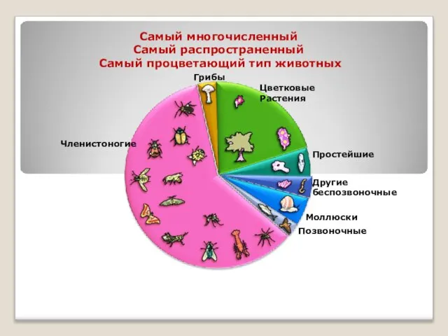 Самый многочисленный Самый распространенный Самый процветающий тип животных Цветковые Растения Грибы