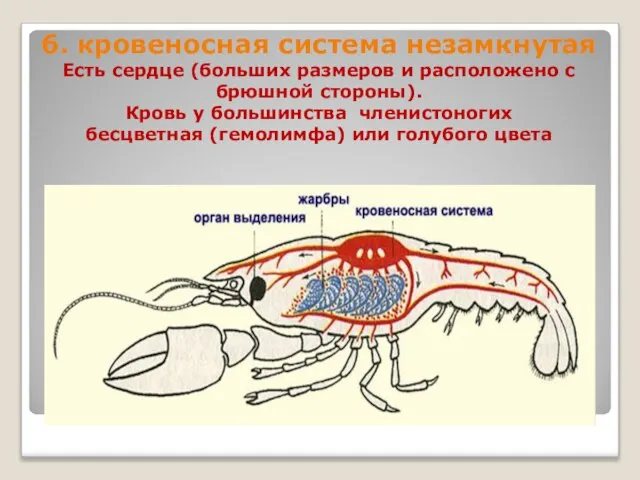 6. кровеносная система незамкнутая Есть сердце (больших размеров и расположено с