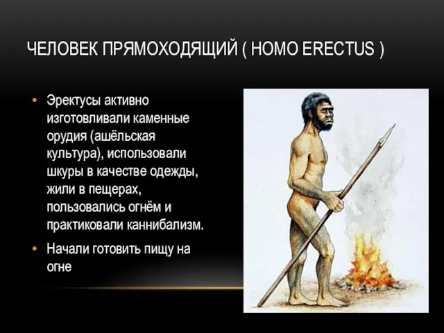 ЧЕЛОВЕК ПРЯМОХОДЯЩИЙ ( HOMO ERECTUS ) Эректусы активно изготовливали каменные орудия