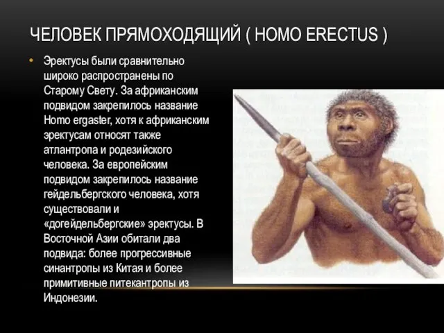 ЧЕЛОВЕК ПРЯМОХОДЯЩИЙ ( HOMO ERECTUS ) Эректусы были сравнительно широко распространены