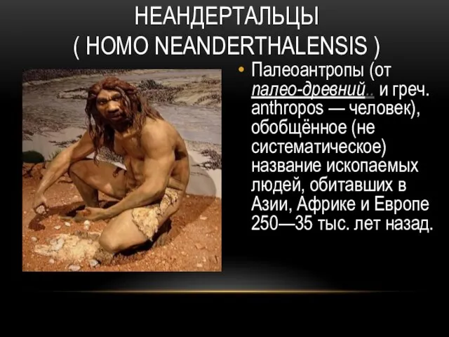 НЕАНДЕРТАЛЬЦЫ ( HOMO NEANDERTHALENSIS ) Палеоантропы (от палео-древний.. и греч. anthropos