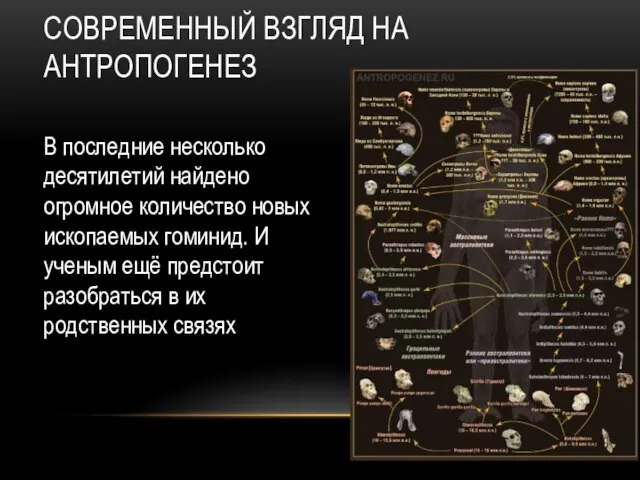 СОВРЕМЕННЫЙ ВЗГЛЯД НА АНТРОПОГЕНЕЗ В последние несколько десятилетий найдено огромное количество